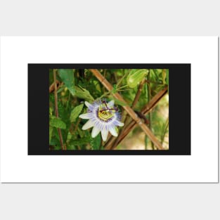 Bluecrown Passiflora Posters and Art